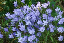 20 Triteleia Laxa Corrina Spring Summer Flowering Bulbs Garden Blue Bell Flowers