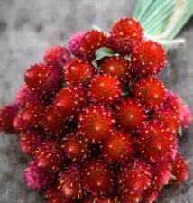 30 Gomphrena Strawberry Fields seeds Vivid Lipstick-red Blooms seeds