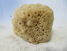 Medium Natural Sea Sponge Ocean Beach 4 x 5 inch Tall Unbleached