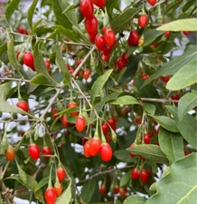 500+SEEDS GOJI  BERRY CHINESE WOLFBERRY NON GMO- FREE POHA BERRY SEEDS Included!