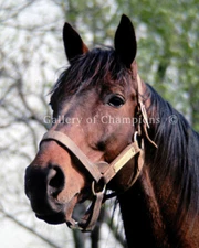 Nashua Stallion Portait Photo 8" x 10 - 24" x 30" 