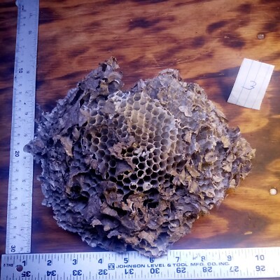 Bald face  Paper Wasp Hornet Nest Bee Hive Comb Natural 1 Large comb.