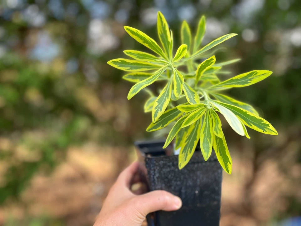 Variegated Euphorbia Ascot Rainbow Live Plant, Flowering Spurge FREE SHIPPING - Image 2 of 4