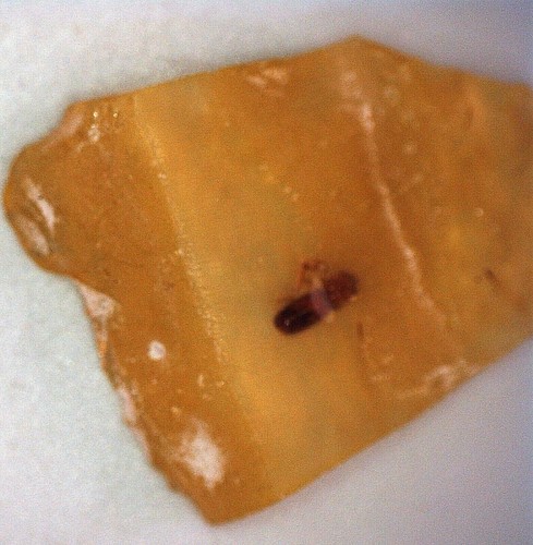 Pedazo de ambar con insecto(s), en bruto 1 gr - Imagen 5 de 12