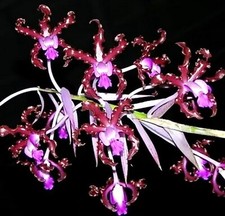 Schomburgkia Myrmecophila Burgundy, Orchid plant, RARE