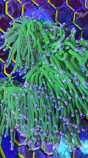 Green Torch Coral WYSIWYG Live Euphyllia Glab...
