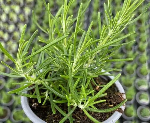 Herb plants, garden ready, 9cm pots lots of choice - Picture 162 of 298