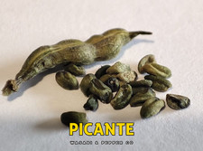 Semillas de Wasabi reales (Wasabia japonica)