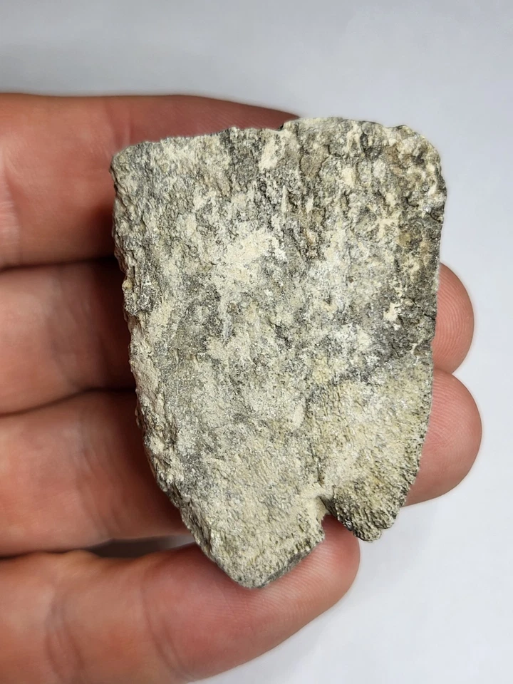 Turtle/Tortoise Shell White River Fm Oligocene 37-30myo After Dinosaurs Ref4014 - Image 2 of 4