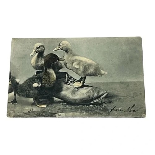 Cartolina Baby Anatre Anatroccoli nella scarpa c1907 cartolina posteriore divisa B688