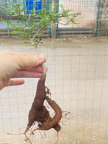 Operculicarya pachypus RareCactus pianta succulenta decorazione boutique coltivazione semi - Foto 10 di 10