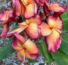 Rare Plumeria Butterfly Gold/frangipani- 1 cutting- imported, no roots