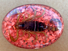 Real Insect Scorpion Belt Buckle Men Women Westen Cowboy Hecho Made en Mexico