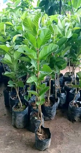 Grafteds Red Guava Seedles Fruit Trees, Quickly to fruit bear - Picture 2 of 3