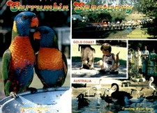 Currumbin Sanctuary, Gold Coast, Australia, rainbow lorikeets, Postcard