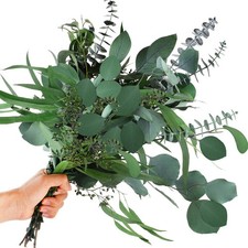 12Pcs Mixed Real Dried Eucalyptus Leaves Stems - Preserved Plant Branches, Si...