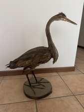 Spécimen de taxidermie Héron oiseau monture sur pied présentoir monté sur socle bois