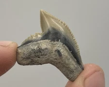 Tiger Shark Tooth A Grade Florida Fossil .97”