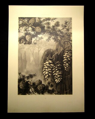 ''Die Pflanze'' 1886 Pl. 89 Ceder Lichtdruck von Xaver Birkinger Naturalistisch