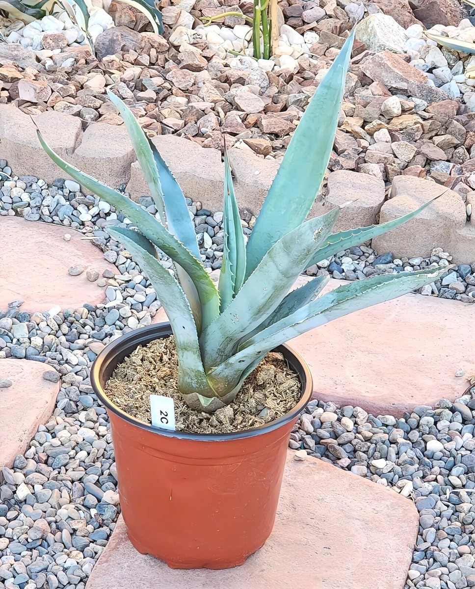 アガベ Blue cactus LANDSCAPE QUALITY Small Blue Agave Americana Century Plant, Agave