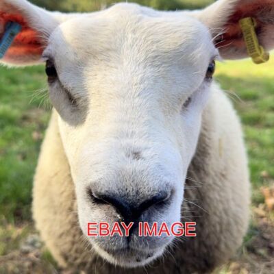 PHOTO  SHEEP CLOSE UP