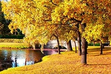Sugar Maple Tree Seeds for Planting - 20+Seeds to Grow - Vibrant Yellow Fall Lea