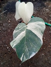 Real Picture Monstera White Tiger Variegated 1 Leaves Rare Plant