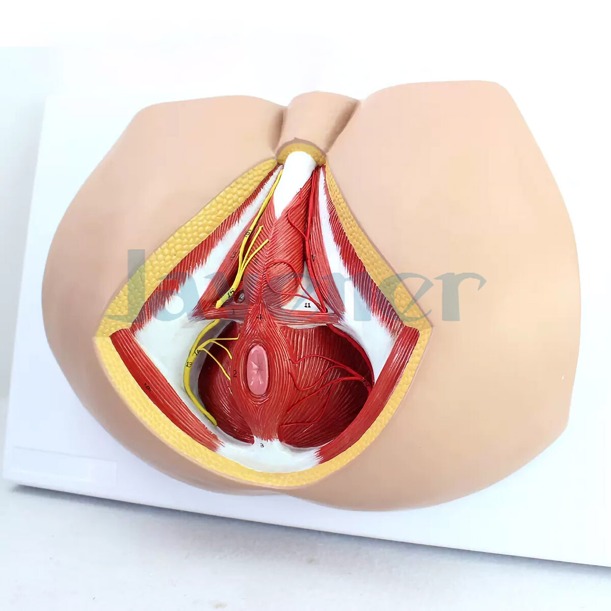 male appeal 1 & 2 フロレステン・ホルヴァート PVC Human Male Perineum Levator Ani Ligament Model Medical