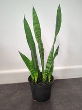 Sansevieria 'Mother-in-Law's Tongue' Large Snake Plant  In Pot
