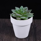 10 Pcs White Plant Pot Mini Ceramic Flower Ceramics Plants Succulent Pots