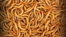 250 Live Mealworms - Reptile Food