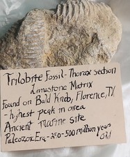 Trilobite Fossil Fragment • Elrathia Thorax • Bald Knob Ranch Texas Find