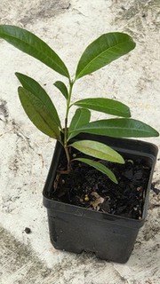 Pimenta dioica Live Plant