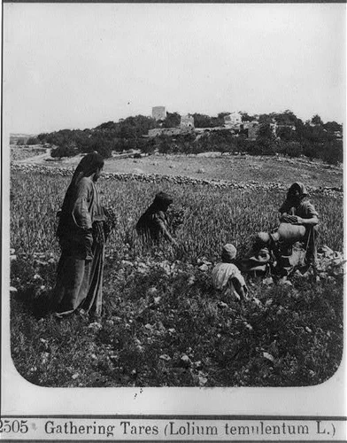 Gathering Tares,Lolium Temulentum L.,People Harvesting in Field,1910-1920