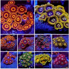 Zoanthids/polythoa Coral 20x Frag Pack