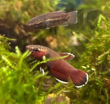 Betta channoides snakehead - Wild Type