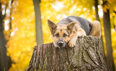 Anime Animal Bokeh Dog German Shepherd Stump  Gaming Mat Desk 3787