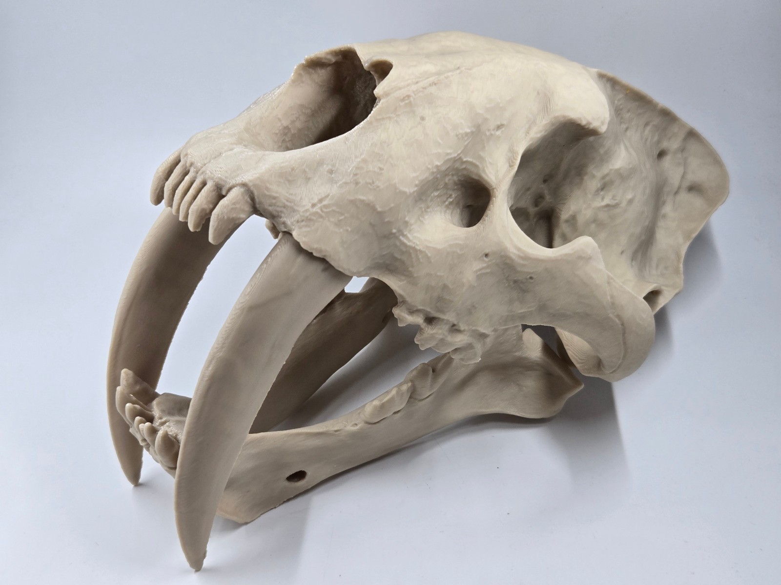 Saber-tooth Tiger Skull Exact Replica, Full Size, Smilodon fatalis