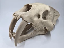 Saber-tooth Tiger Skull Exact Replica, Full Size, Smilodon fatalis