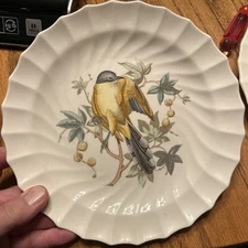 Copeland Spode American Birds 9” Luncheon Plate #11 Maynard’s Cuckoo