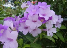 GARLIC VINE Semi-Tropical Vine Plant Showy Purple Trumpet Flowers Spring Fall