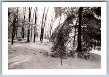 Vtg Color Snapshot Winter Snow Covered Forest Trees Landscape Branch Freeze