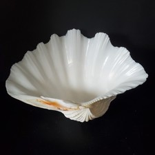Giant Clam Sea Shell Tridacna Gigas 9 1/2”x7” - Pink Flecks