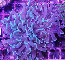 WYSIWYG Mint Green 2 Head Branching Hammer Coral Frag Nice Size Free Shipping!