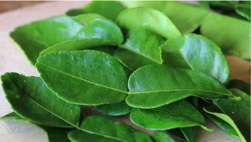 Thai Kaffir Lime Citrus Hyst Makrut Gourmet Food Herbs Fresh Picked Leaves