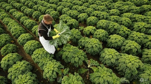 50 semi CAVOLO VERZA GIGANTE + OMAGGIO - Foto 3 di 5