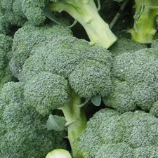 300+ Broccoli Seeds Green Sprouting Calabrese Broccoli Home Vegetable Fresh USA