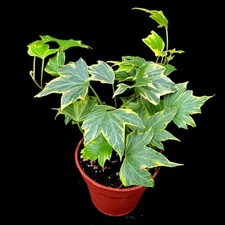 Variegated Trailing Ivy Hedera Helix 'Variegata' English Ivy in 8 cm pot