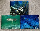 Cayman Islands Pimpernel Placemats Set 3 Turtles Angel Bandit Butterfly Fish