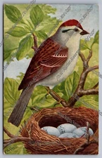Antique Postcard 1909 CHIPPING SPARROW Chas. K Reed "Bird Guide" Worcester MASS